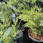 Juniperus x pfitzeriana ‘Old Gold’ – GINEPRO