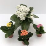 Kalanchoe blossfeldiana