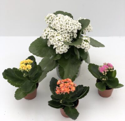 Kalanchoe blossfeldiana