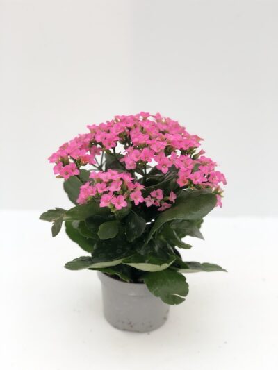 Kalanchoe blossfeldiana 10,5cm
