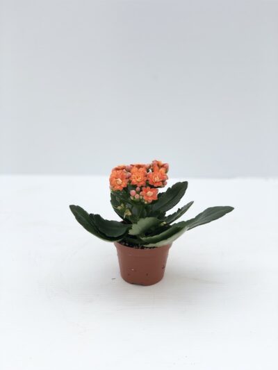 Kalanchoe blossfeldiana 6cm