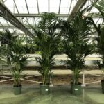 Kentia forsteriana - gamma