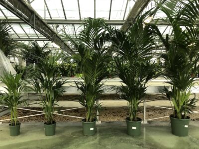 Kentia forsteriana - gamma