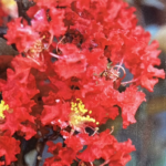 L. indica Black Solitaire® Crimson Red