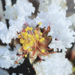 L. indica Black Solitaire® Pure White