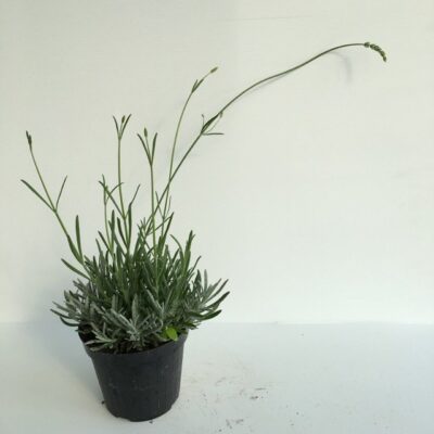 vasetto di lavanda lavandula angustifolia