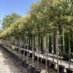 LIGUSTRO DEL GIAPPONE Ligustrum japonicum