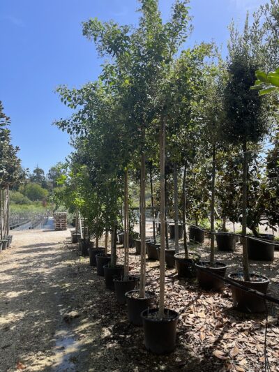 LIGUSTRO DEL GIAPPONE Ligustrum japonicum - Vivai Frappetta 2