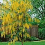 Laburnum x watereri 'Vossii'