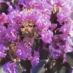 Lagerstroemia indica Black Solitaire® Purely Purple