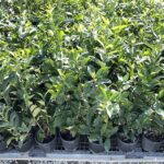 Lauroceraso Prunus laurocerasus 'Rotundifolia' - Vivai Frappetta