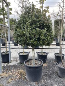Laurus nobilis Mezzo Fusto