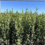 Laurus nobilis alloro CL5