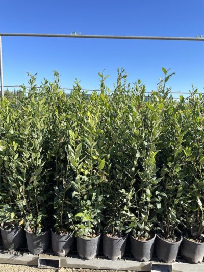 Laurus nobilis alloro CL5