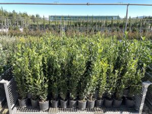 Laurus nobilis alloro Cespuglio CL3