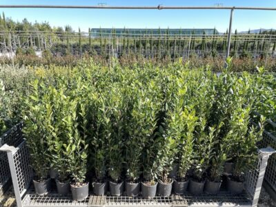 Laurus nobilis alloro Cespuglio CL3