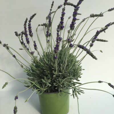 pianta in vaso di lavanda goodwin