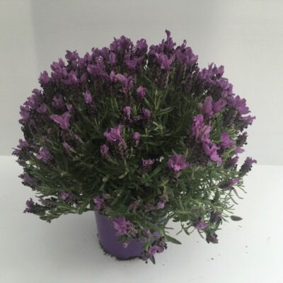 pianta in vaso di lavanda stoechas