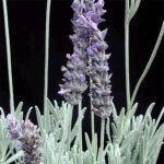 particolare della pianta di lavanda goodwin