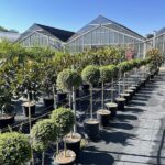 Ligustrum jonandrum LIGUSTRO - Vivai Frappetta