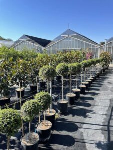 Ligustrum jonandrum LIGUSTRO - Vivai Frappetta