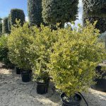 Ligustrum ovalifolium 'Aureum' - LIGUSTRO DELLA CALIFORNIA