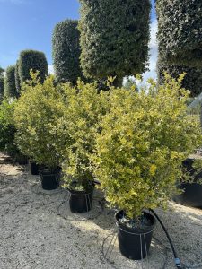 Ligustrum ovalifolium 'Aureum' - LIGUSTRO DELLA CALIFORNIA