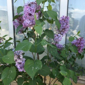 Syringa vulgaris 'Katherine Havemeyer'