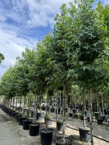 Liquidambar styraciflua Alto Fusto - Vivai Frappetta