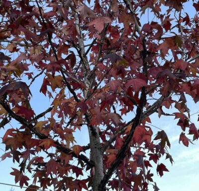 Liquidambar styraciflua Dettaglio Vivai Frappetta
