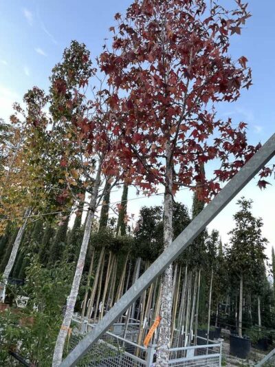 Liquidambar styraciflua Vivai Frappetta