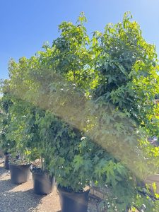 Liquidambar styraciflua ramificato