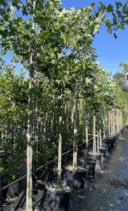 Liriodendron tulipifera AF Vivai Frappetta