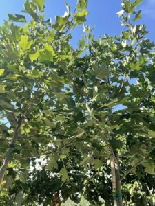 Liriodendron tulipifera - Foglie