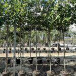 Liriodendron tulipifera - Vivai Frappetta