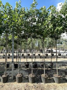 Liriodendron tulipifera - Vivai Frappetta