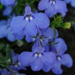 fiori di lobelia erinus lobelia