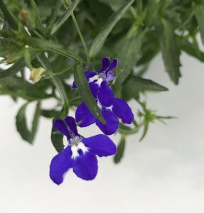 Lobelia erinus Techno Up Cobalt Blue - fiore