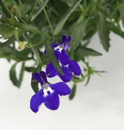 Lobelia erinus Techno Up Cobalt Blue - fiore