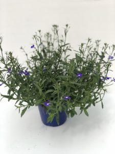 Lobelia erinus Techno Up Cobalt Blue - v14