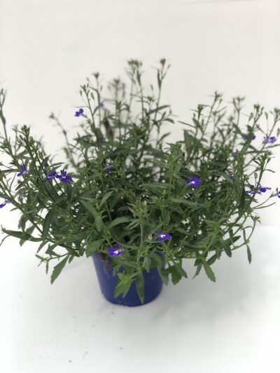 Lobelia erinus Techno Up Cobalt Blue - v14