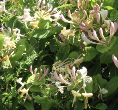Lonicera caprifolium CAPRIFOGLIO