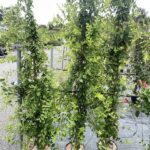 Lonicera caprifolium - CAPRIFOGLIO - Vivai Frappetta