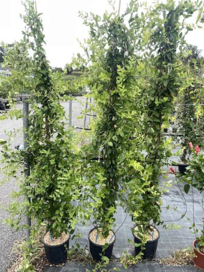 Lonicera caprifolium - CAPRIFOGLIO - Vivai Frappetta