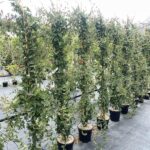 Lonicera japonica 'Chinensis'