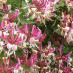 Lonicera periclymenum 'Serotina'