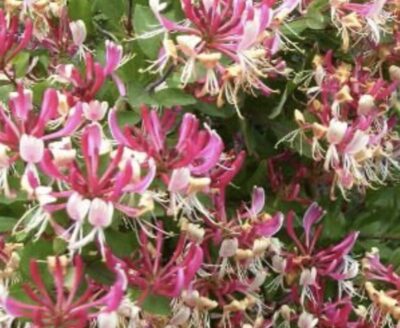 Lonicera periclymenum 'Serotina'