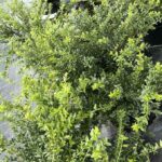 Lonicera pileata CL3