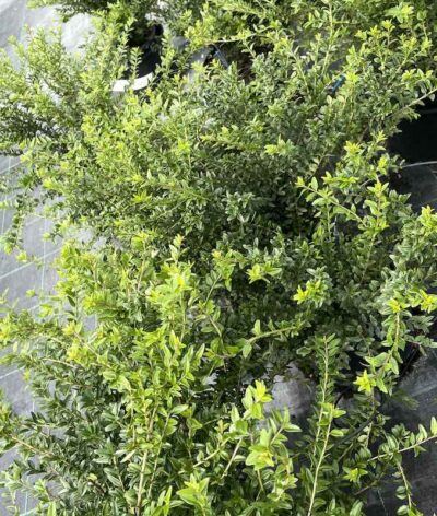 Lonicera pileata CL3