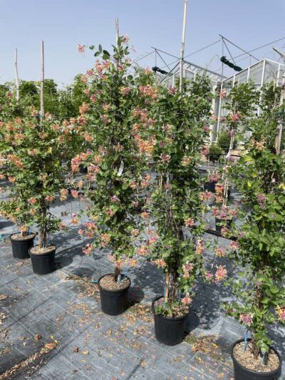 Lonicera x heckrottii